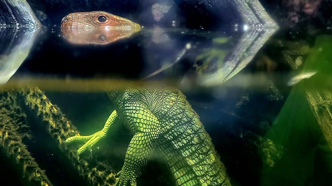 Northern Caiman Lizard, Dracaena Guianensis