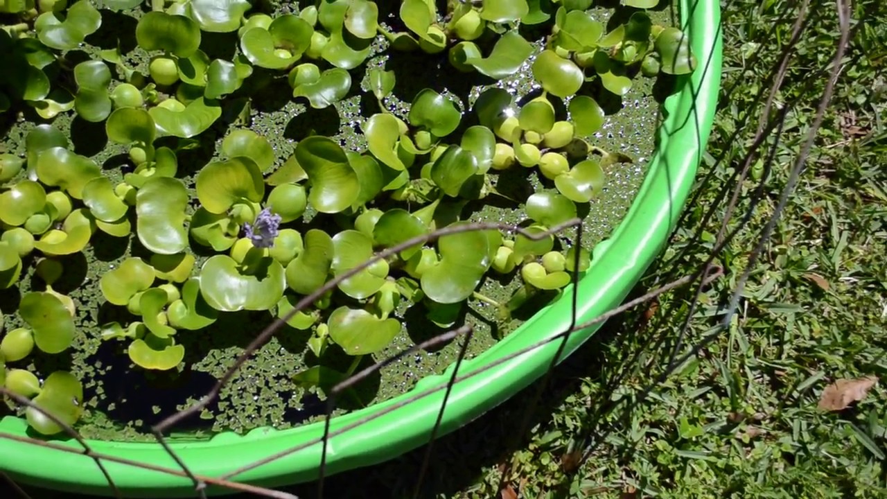 DIY Water Garden with water Hyacinth and Fairy Moss