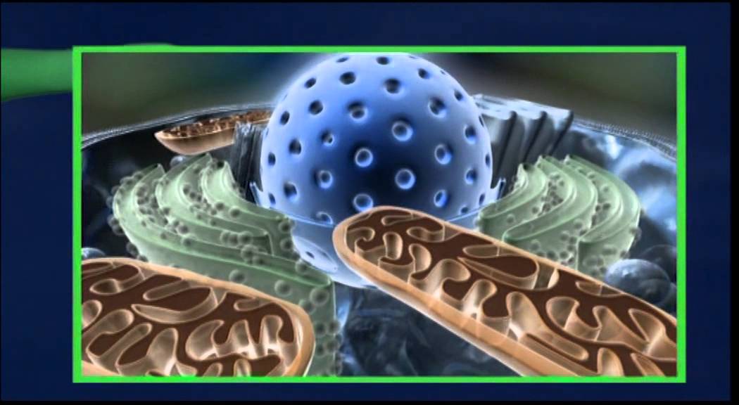 Bayer CropScience - Gaucho + Stress Shield
