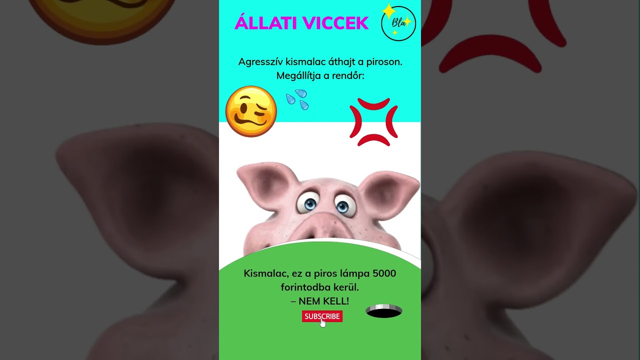 Agressz&iacute;v kismalac &aacute;thajt a piroson. #vicces #aranyos #kedves #po&eacute;nok #tiktok #viccesvide&oacute;k #humor