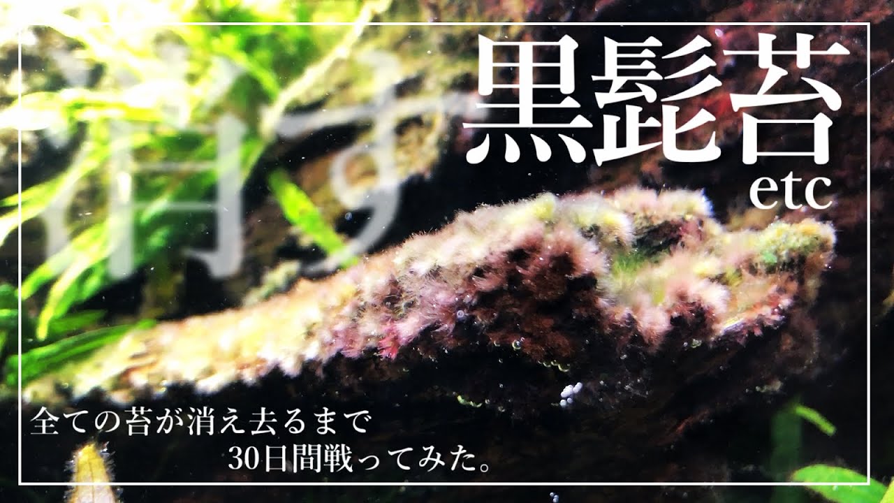 【ｱｸｱﾘｳﾑ】黒髭苔を消そうとしたら全ての苔が消えた【勝利】