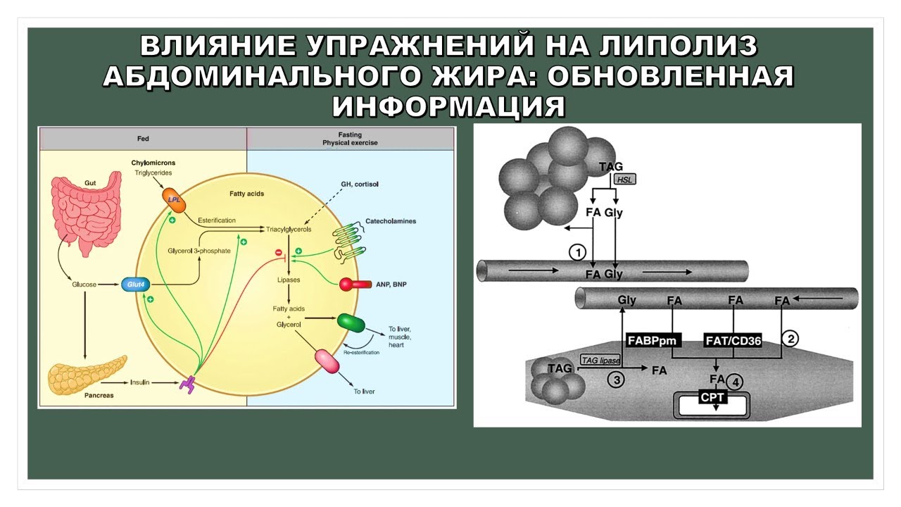 лекция: ВЛИЯНИЕ УПРАЖНЕНИЙ НА ЛИПОЛИЗ АБДОМИНАЛЬНОГО ЖИРА: ОБНОВЛЕННАЯ ИНФОРМАЦИЯ