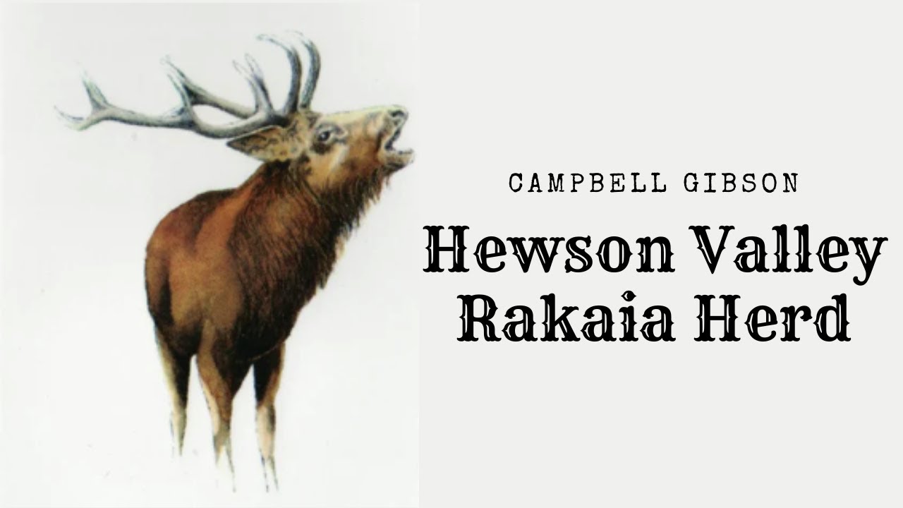 The Rakaia Herd Campbell Gibson; Hewson Valley; Orari Catchment, South Canterbury 1936