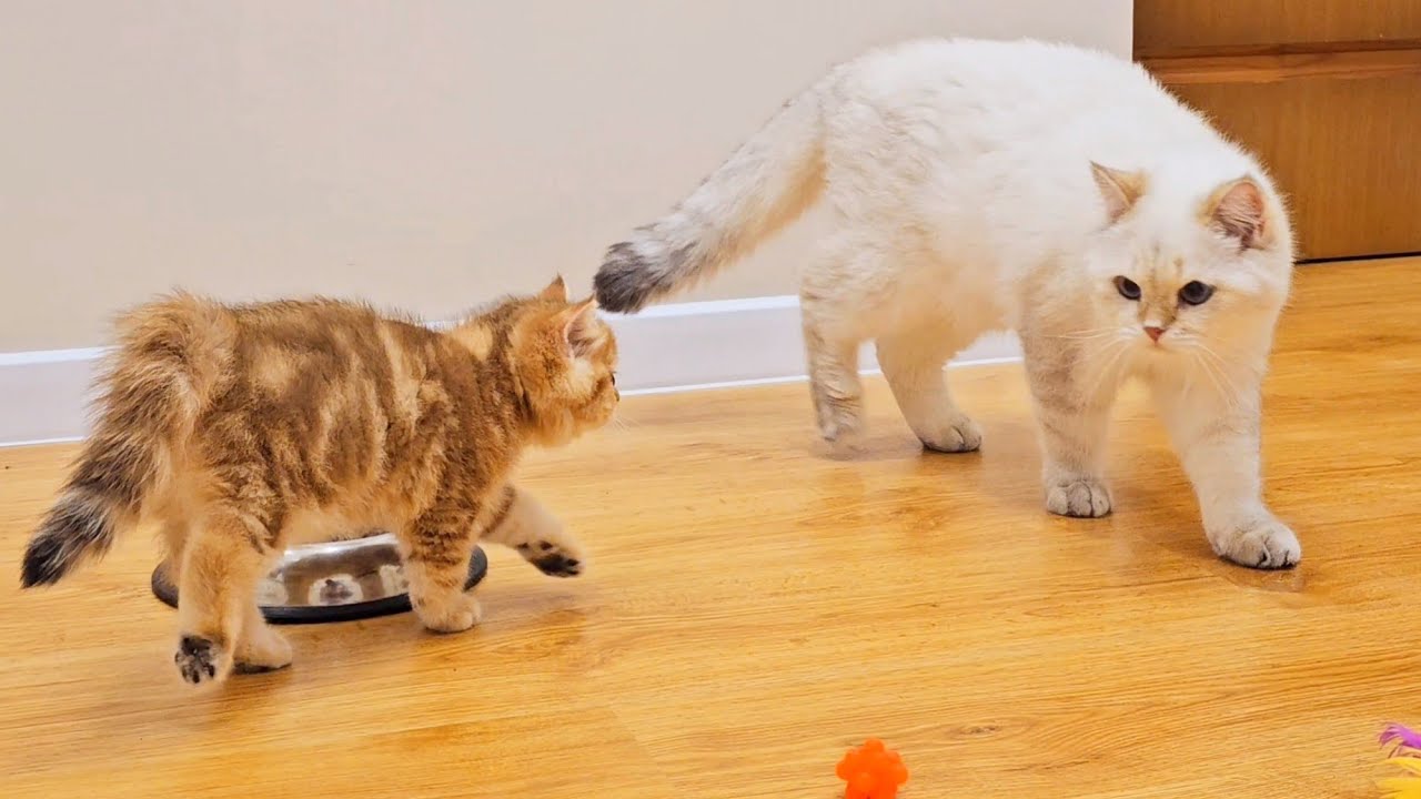 Who are you?! Don't touch our toys! Funny cats