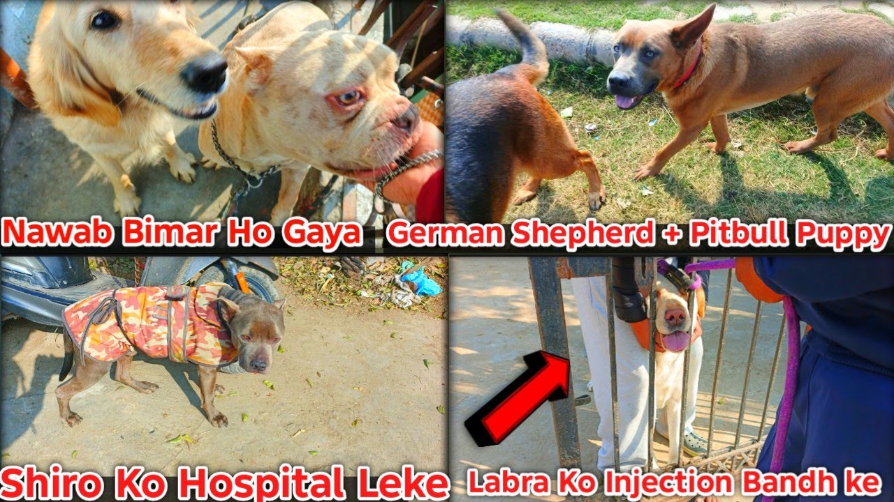 Nawab Bimar Ho Gaya German Shepherd + Pitbull Puppy #dogvlog #pitbull #americanbully 