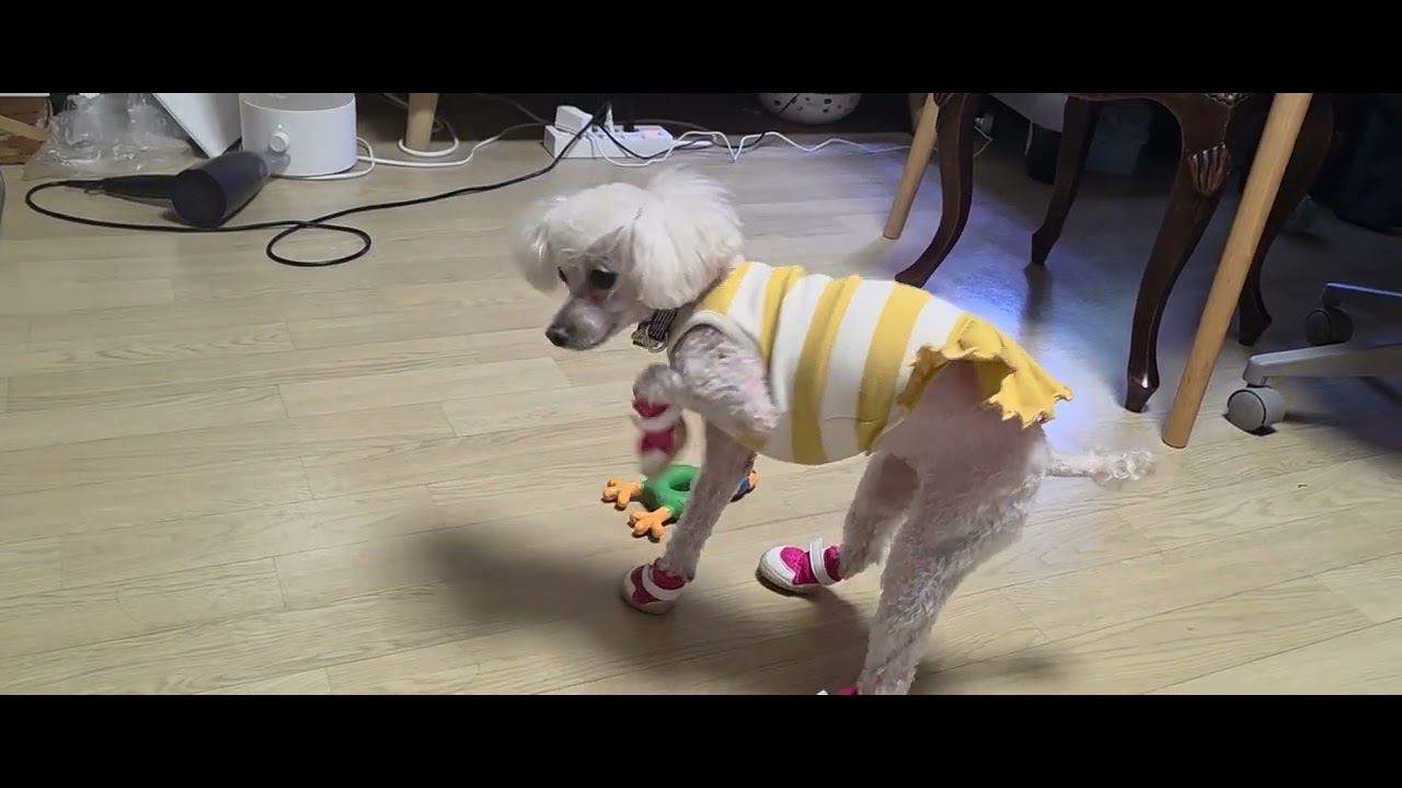 우리강아지