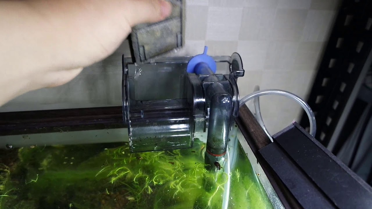 Treating hair algae with hydrogen peroxide. planted 12gallon update