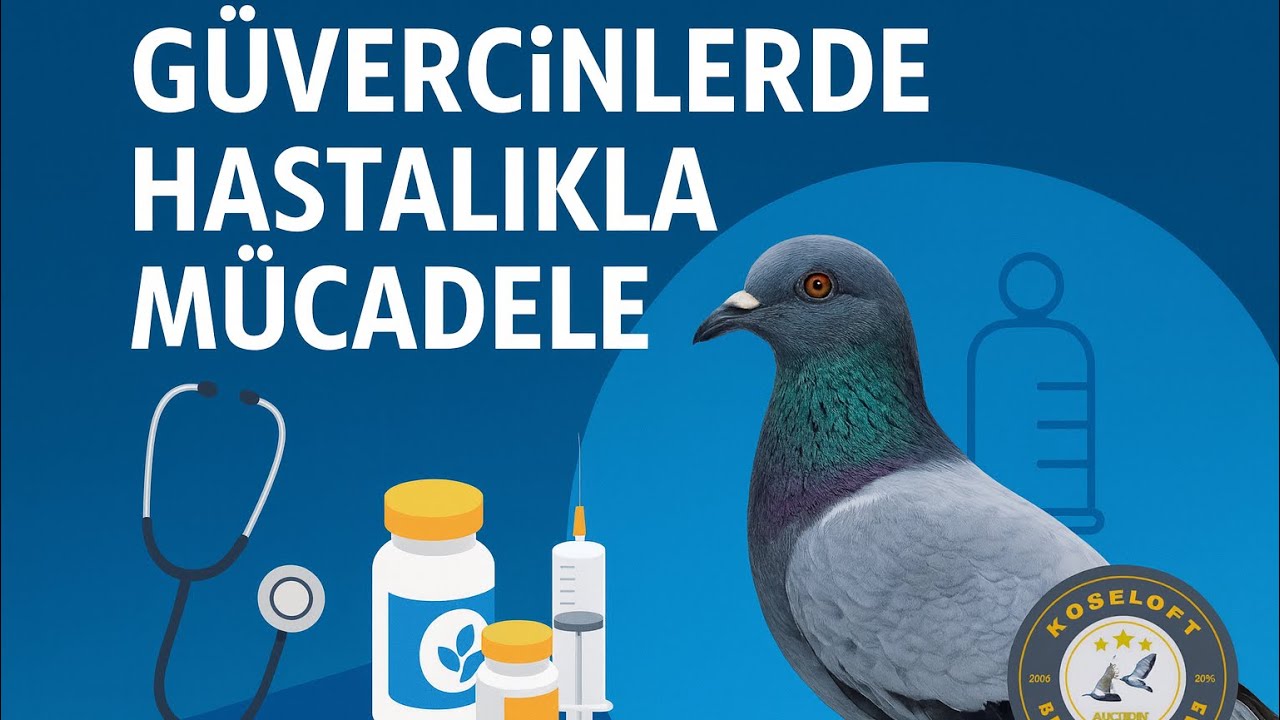 GÜVERCİNLERDE HASTALIKLA MÜCADELE ! 