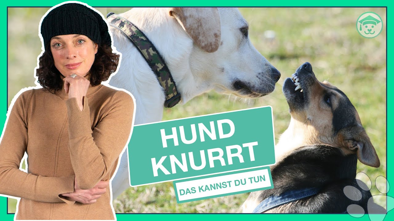 Dein Hund KNURRT andere an? (3 Gründe und Lösungen für das Knurren)