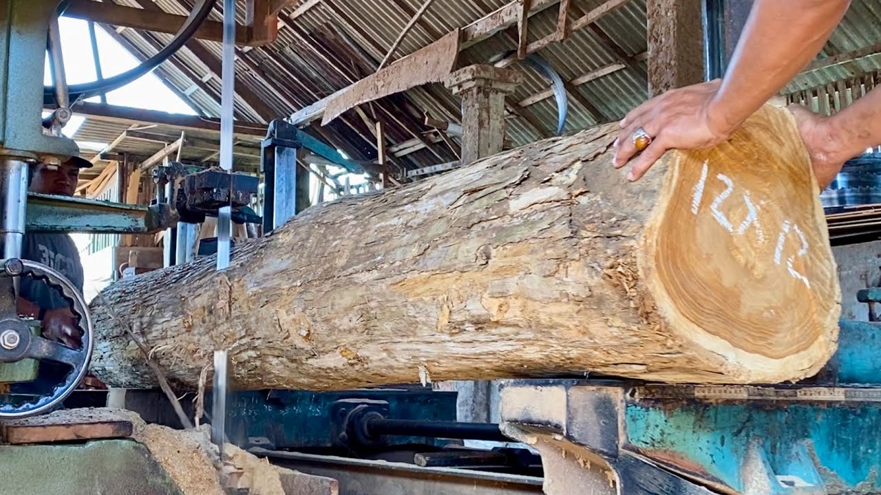 The process of sawing teak wood using a bandsaw machine - in a wood factory