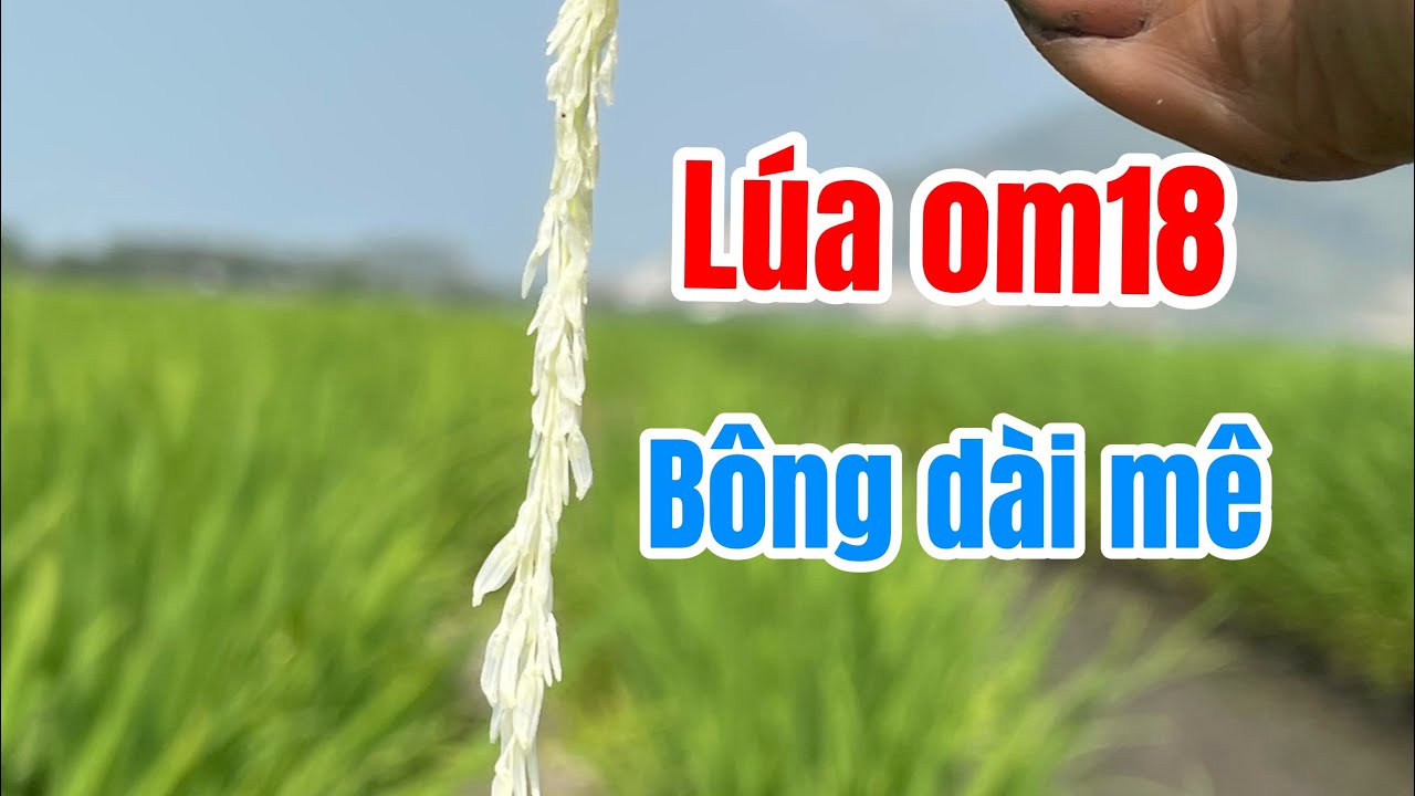 Ấp Huệ Đức Cô Tô An Giang Năm 2025 / 2026 Lúa Om18 Đất Hai Vụ Màu Vàng Chanh Đẹp 