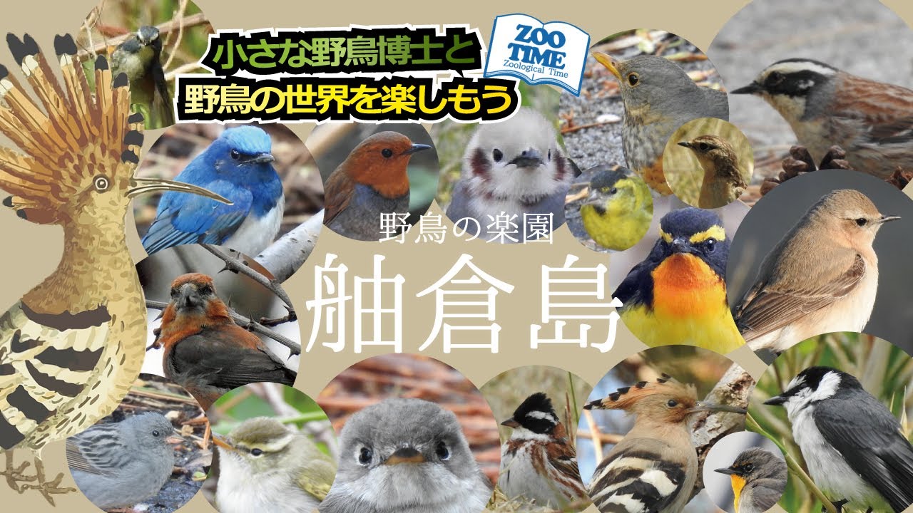 【⑪野鳥の楽園 舳倉島 4日間の記録】珍鳥続々発見！小さな野鳥博士の実力爆発  ヤマヒバリ、ヤツガシラ、イナバヒタキ、カラフトムシクイ、イスカ、カラアカハラなどなど @ZOO TIME
