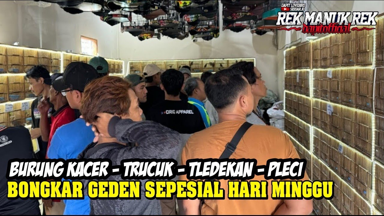 BONGKAR GEDEN SEPESIAL HARI MINGGU !!! BURUNG KACER - TRUCUK - TLEDEKAN - PLECI DLL