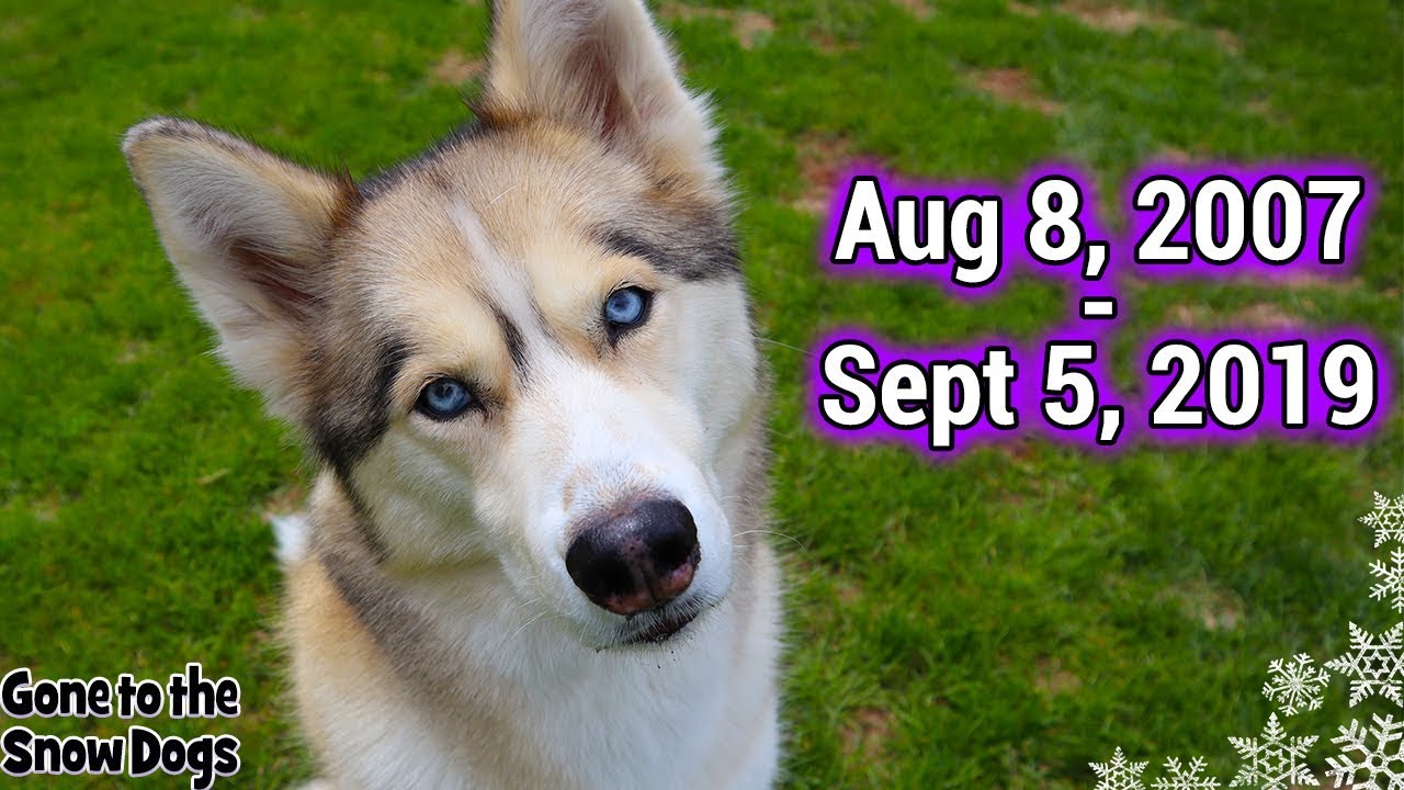 Run Free Shelby the Husky RIP We Will Miss You