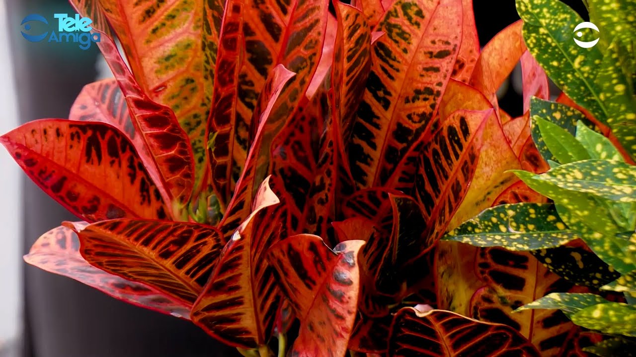 Crotos - Plantas y Jardines en Teleamiga