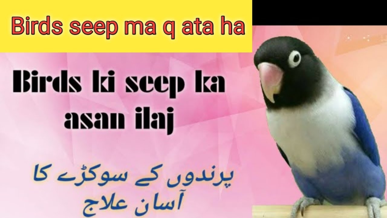 seep or sokra ka ilaj | birds ko seep q hoti ha | medication of seep in birds |