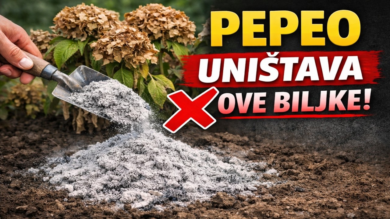 PEPEO – UBOJICA? 😱