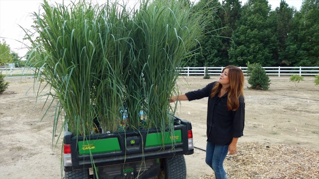 Посадка самых великолепных декоративных трав!!! 😍🌾💚 // Garden Answer