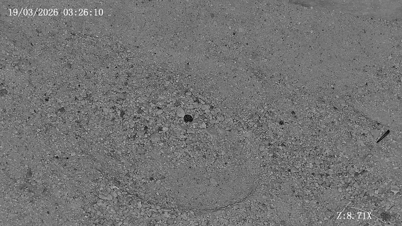 Joshua Tree Rattlesnake cam Live Stream