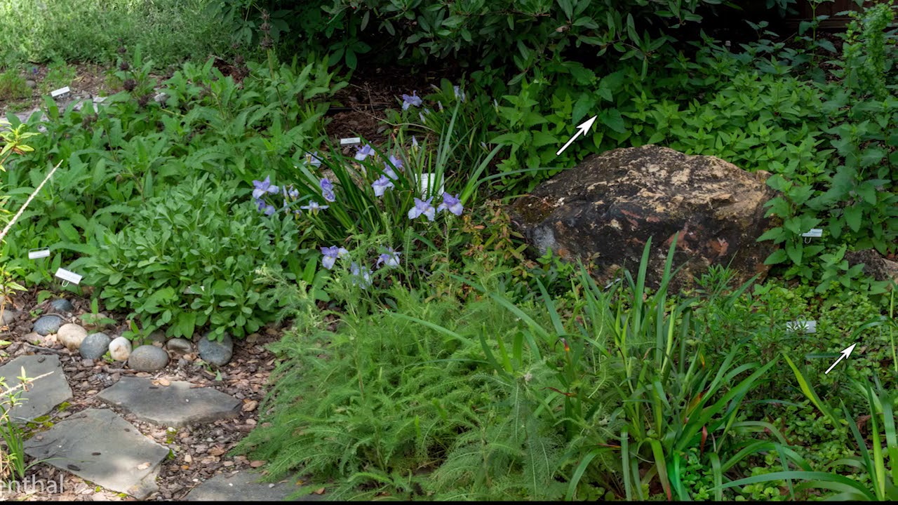 Fleming Avenue Garden March 2020