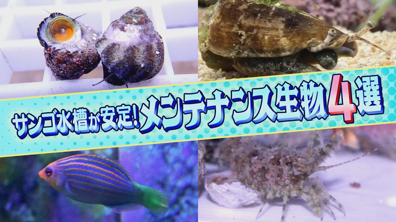 14種類の総出演! プロショップが選ぶ “メンテナンス生物”《サンゴ水槽》【2022年9月号 vol.1】