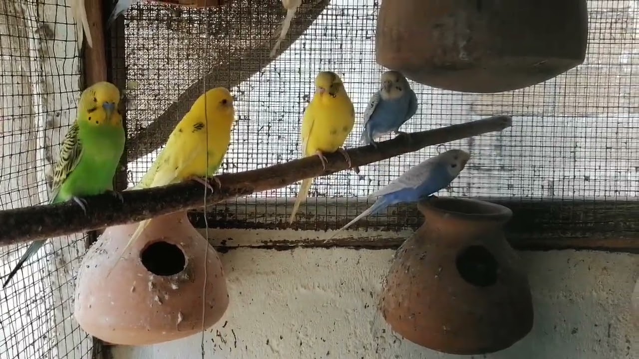 Cute Budgies Playing in the Colony 🐦✨ | Budgerigar Love
