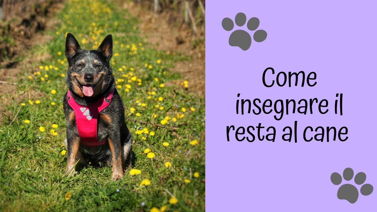 Come insegnare IL RESTA ✋🏽 al cane 🐶