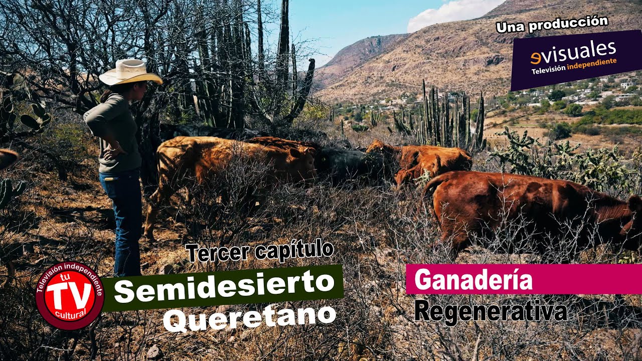 🌵 Un respiro a la naturaleza con la ganadería regenerativa 🐮