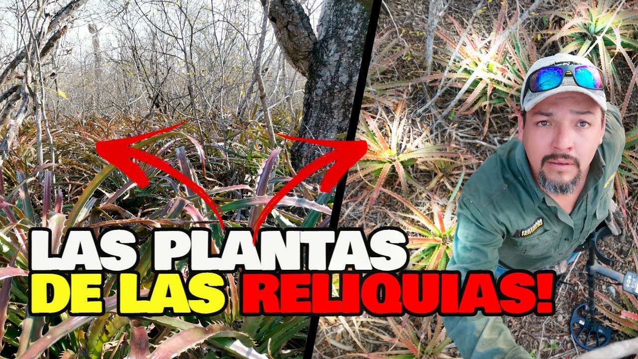 Las Plantas de Huapilla Ocultaban Las Reliquias!