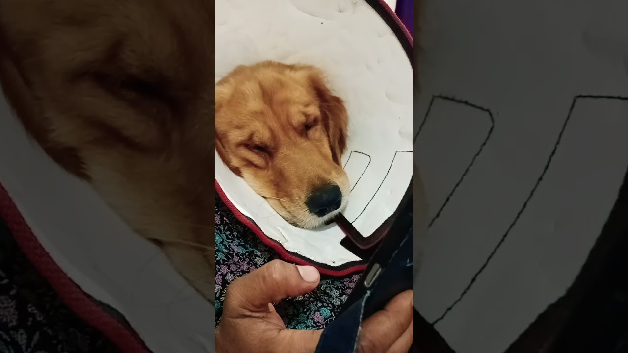 simba watching phone with mom 