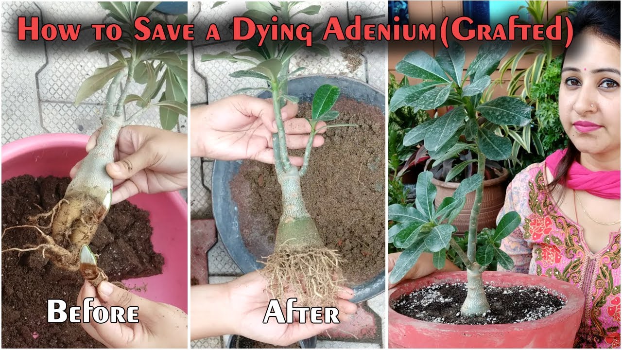 How to Save a Dying Adenium | How to Save a Grafted Adenium | How to Save Adenium