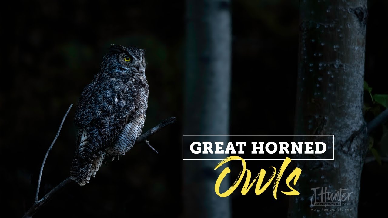 Wild Alaska: Great Horned Owls