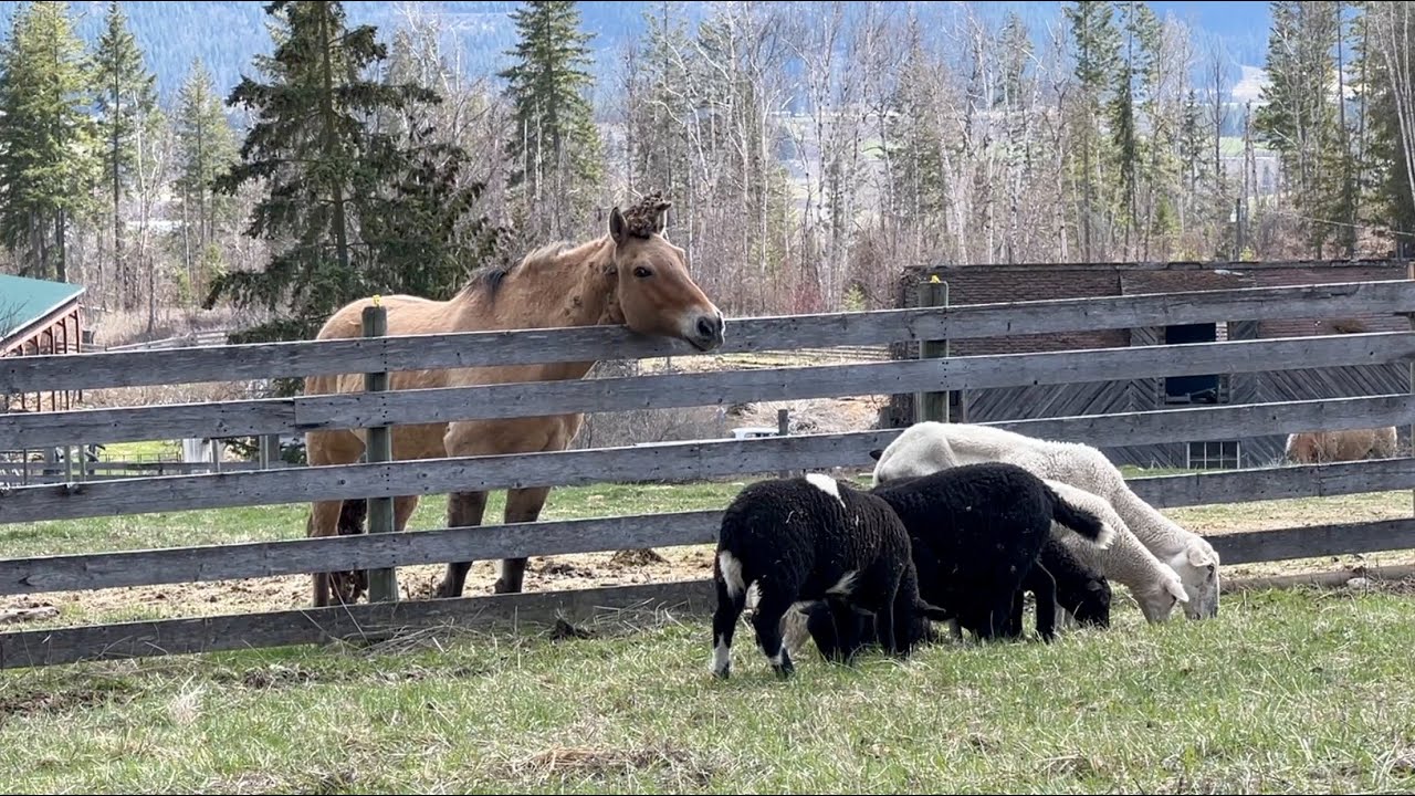 The Sheeple Arrive & Horses are Freaked Out!