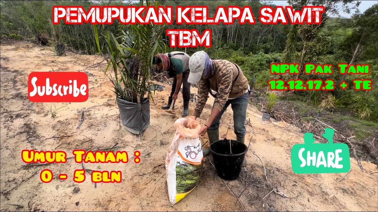 Pemupukan Kelapa Sawit TBM || NPK12.12.17.2+TE Pak Tani