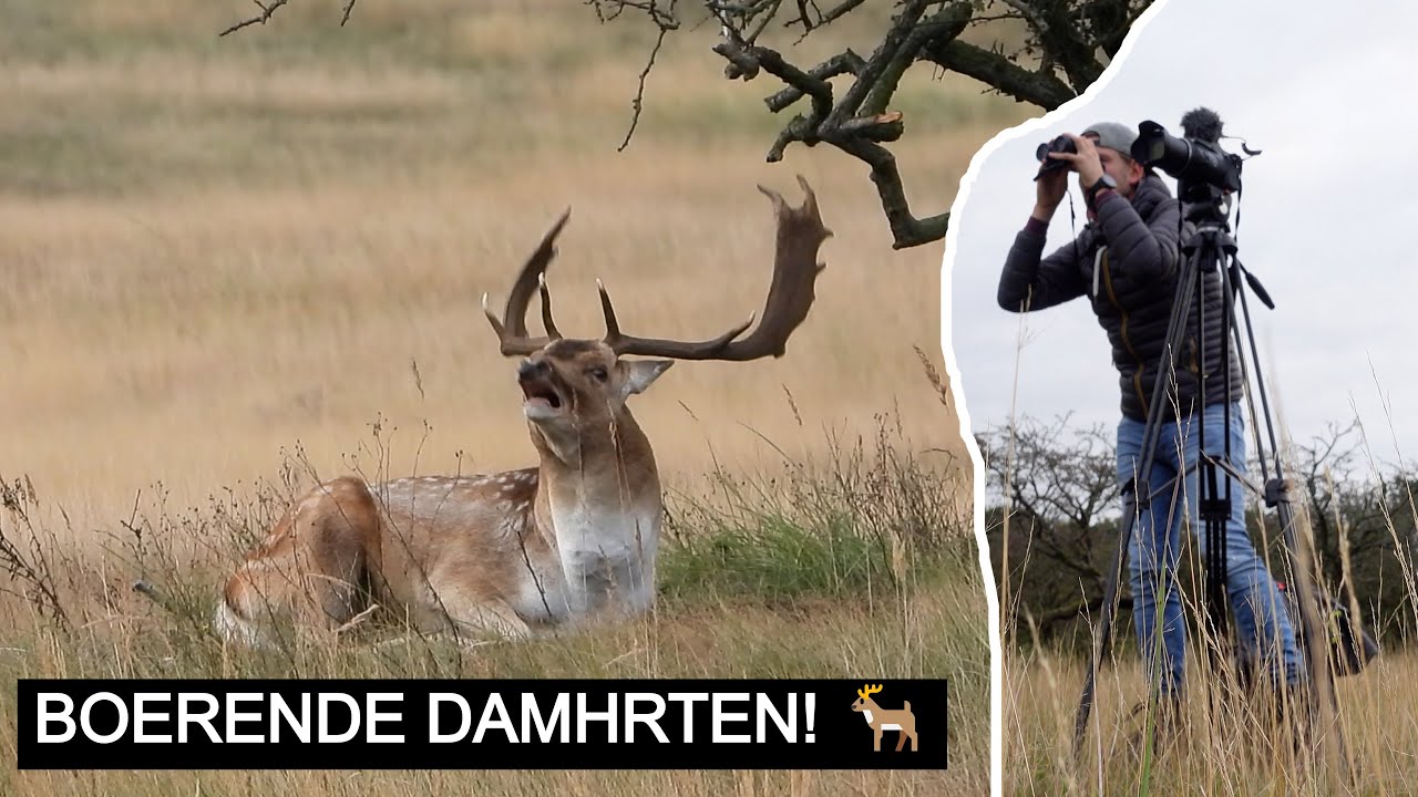 #229: Damherten bronst in de Amsterdamse Waterleidingduinen | Nikon P1000