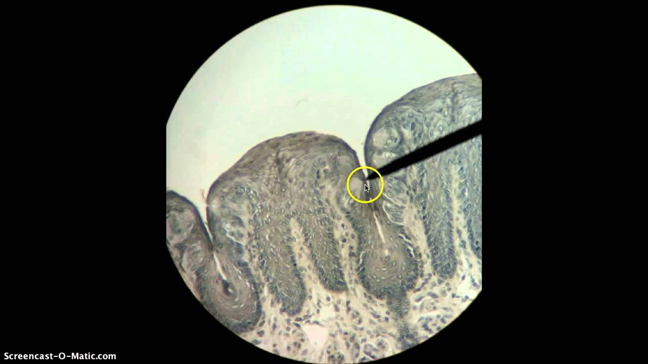 Microscope_Tongue