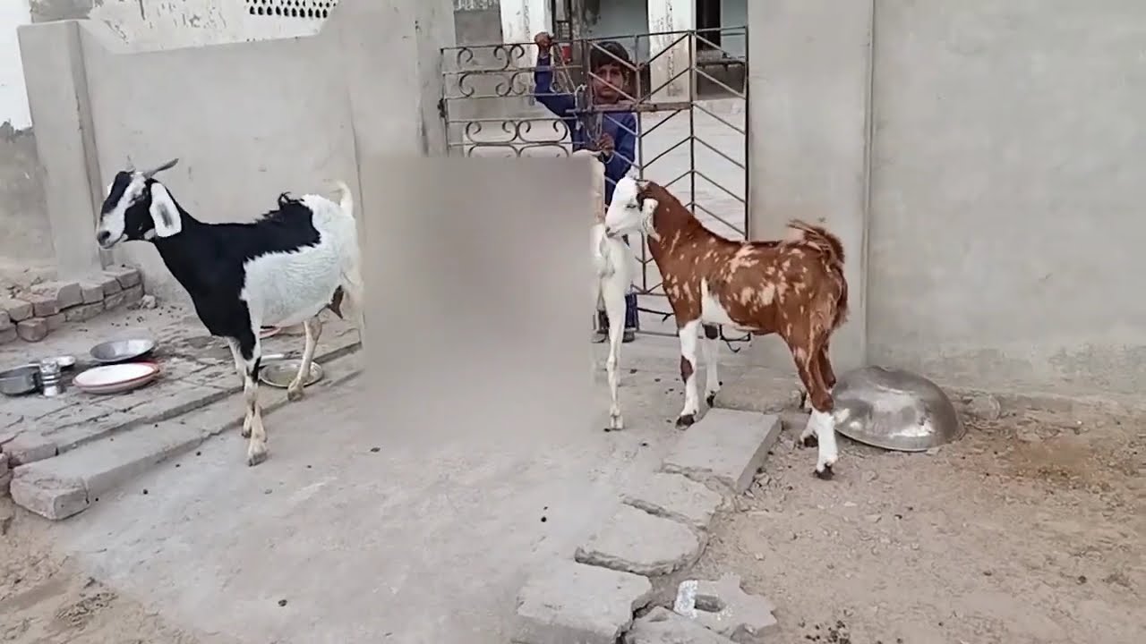 عنزتان صغيرتان تحاولان اللعب معًا في الصباح الباكر