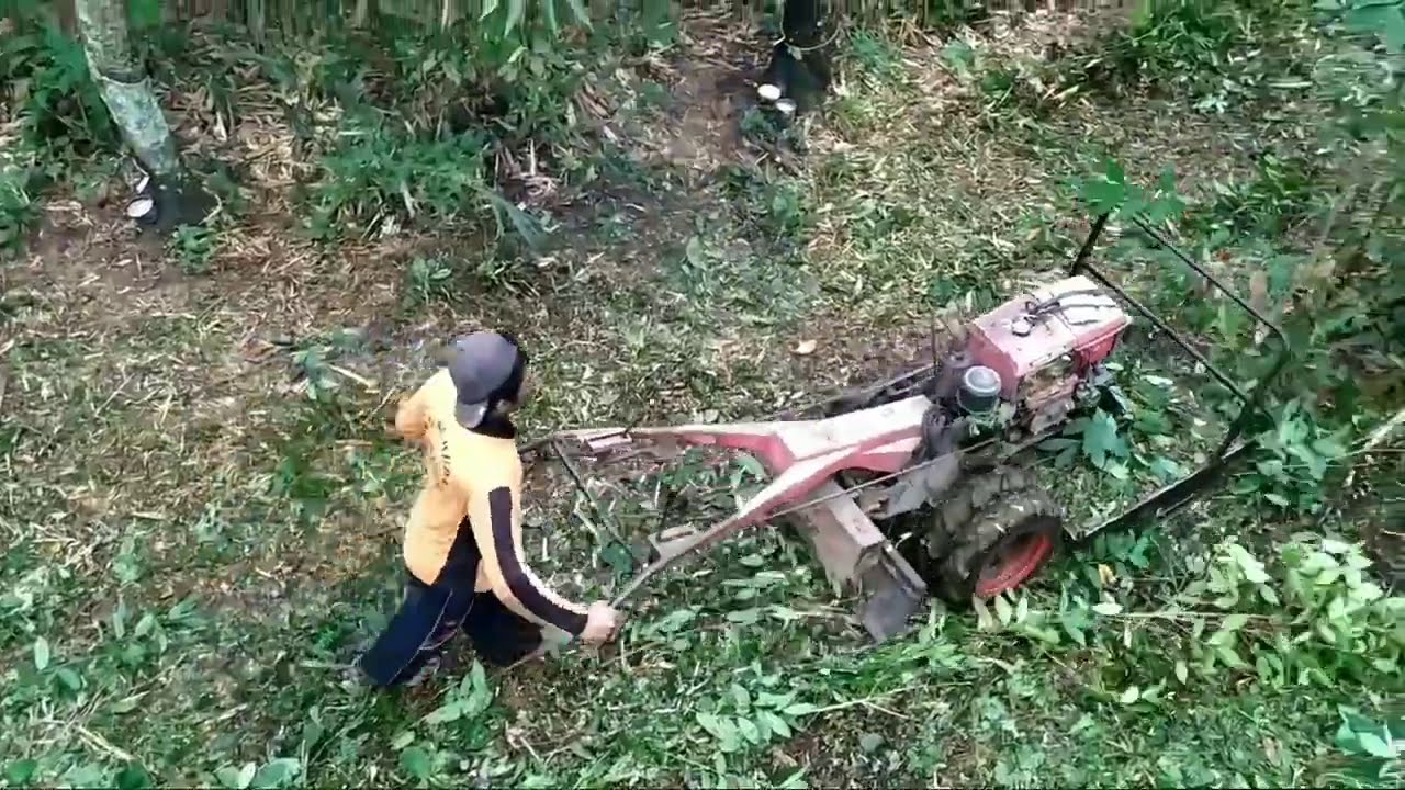 CARA CEPAT MEMBERSIHKAN KEBUN KARET MENGGUNAKAN MESIN