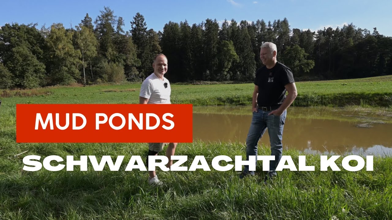 Zu Besuch an den Naturteichen bei Schwarzachtal Koi. Einblick in die Anfänge von Randolf & Richard! 