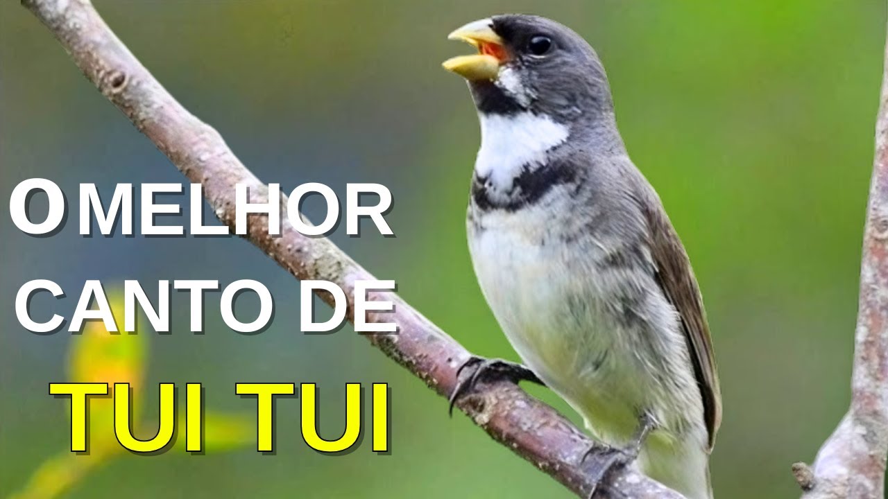 O MELHOR CANTO DE COLEIRO TUI TUI ZEL ZEL POR 10 HORAS