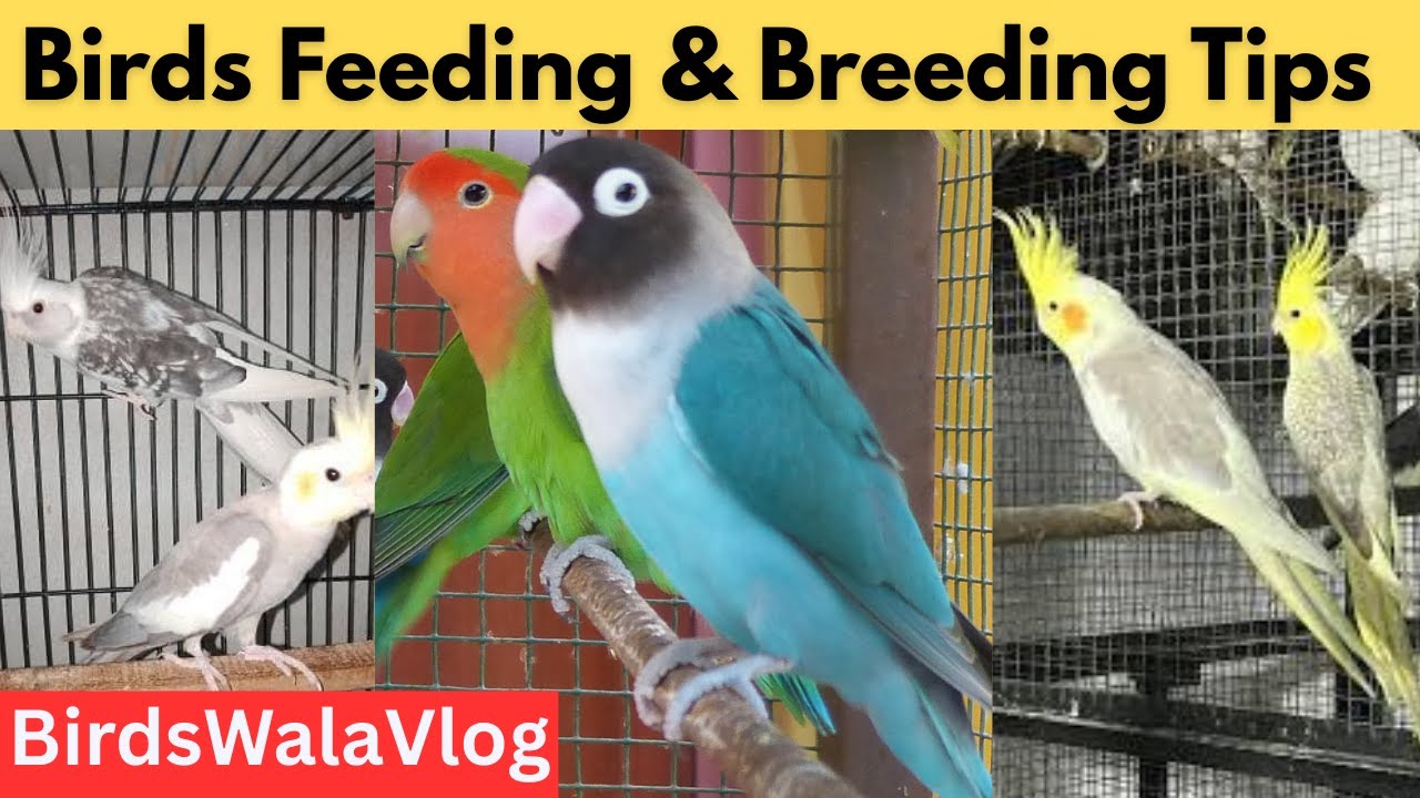 “Lovebirds & Cockatiel Care at Home | Lutino Birds Feeding & Breeding Tips | BirdsWalaVlogs!!