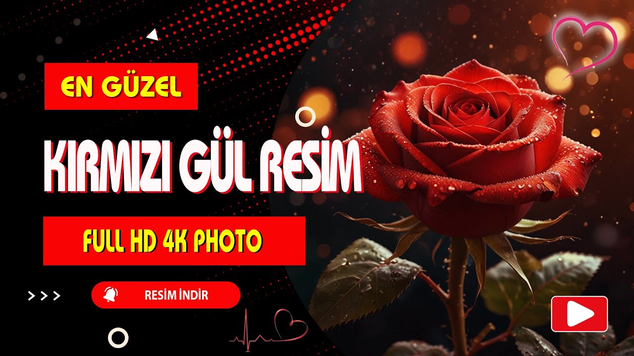 Kırmızı Gül Resimleri 🌹 Muhteşem HD ve 4K Wallpaper Koleksiyonu