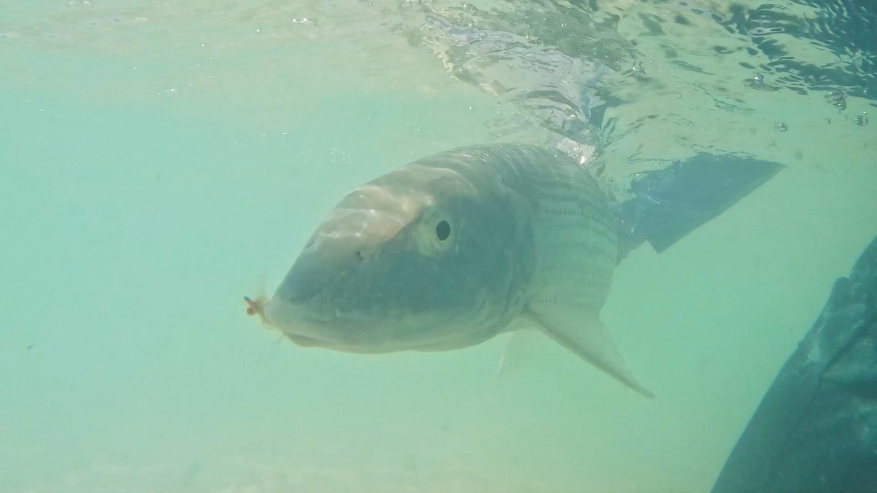 Fly Fishing Christmas Island (Part 3): Everything That Isn't Giant Trevally or Triggerfish