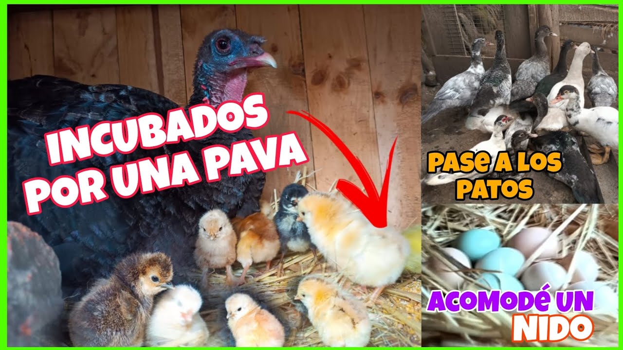 Nacieron los POLLITOS INCUBADOS por una PAVA🐣...Cambié de corral a los patos🦆