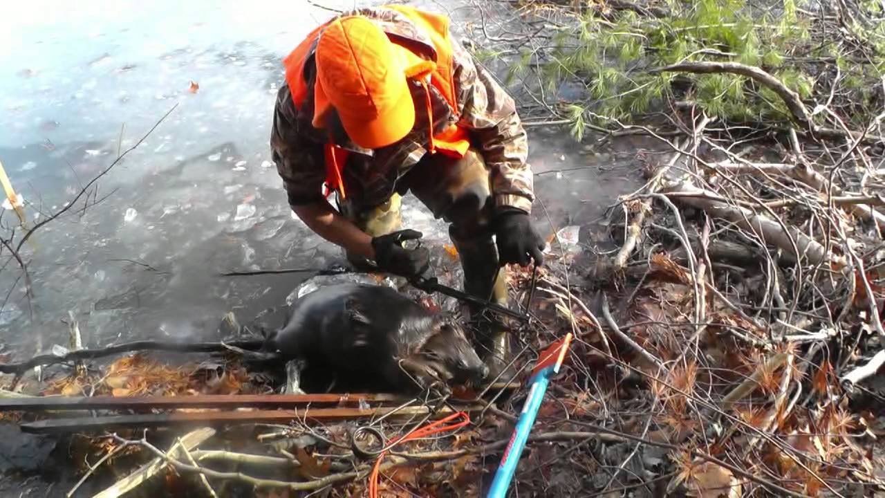 How to Trap Otters and Beavers Under Ice with Snares and Body Grip Traps