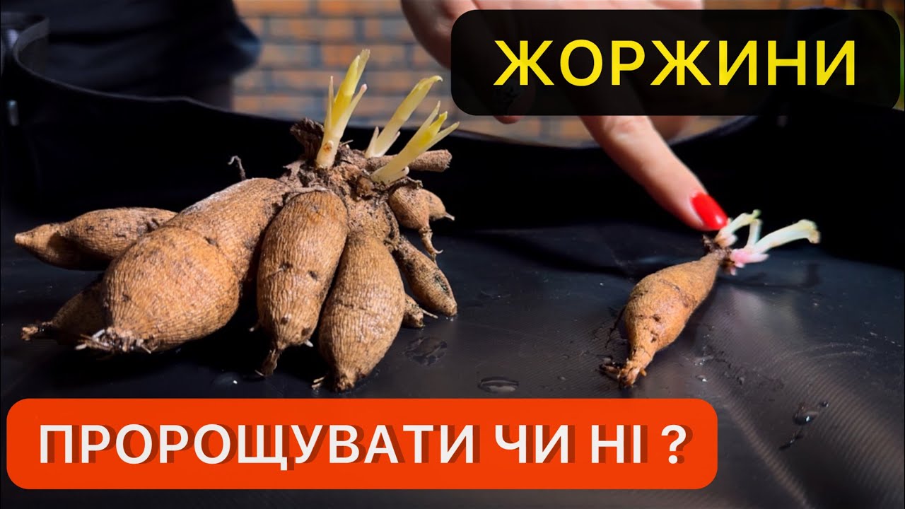 Подготовка георгин к посадке, как проращивать георгины, когда начинать, как продезинфицировать.
