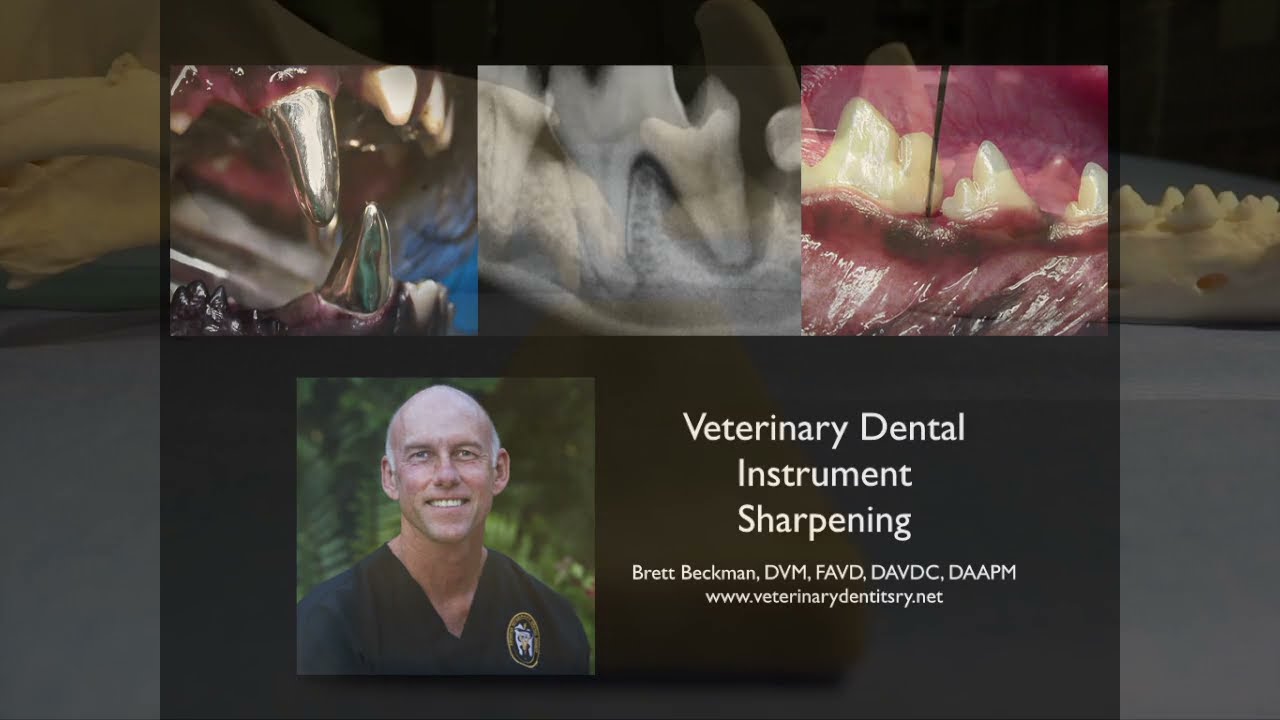 Veterinary Dental Instrument Sharpening