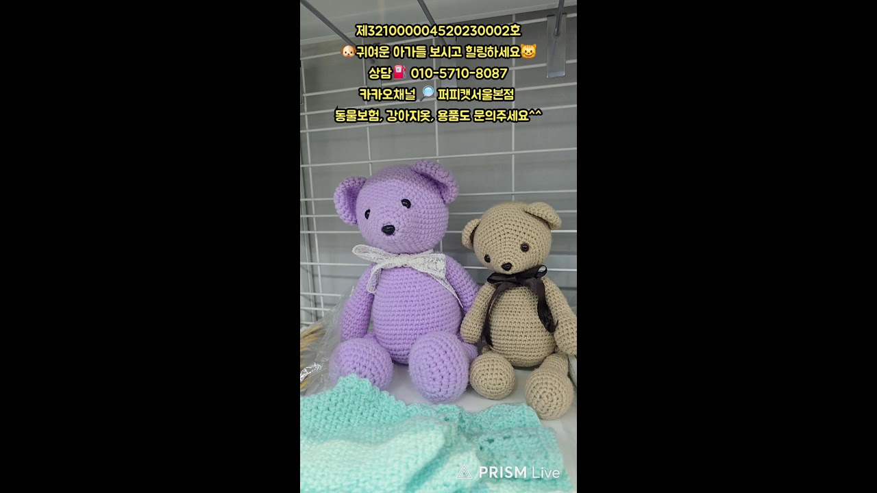 🐶퍼피캣서울본점😺 #퍼피캣  #강아지분양 #고양이 #고양이분양 #애견분양 #댕댕이 #라이브 #live