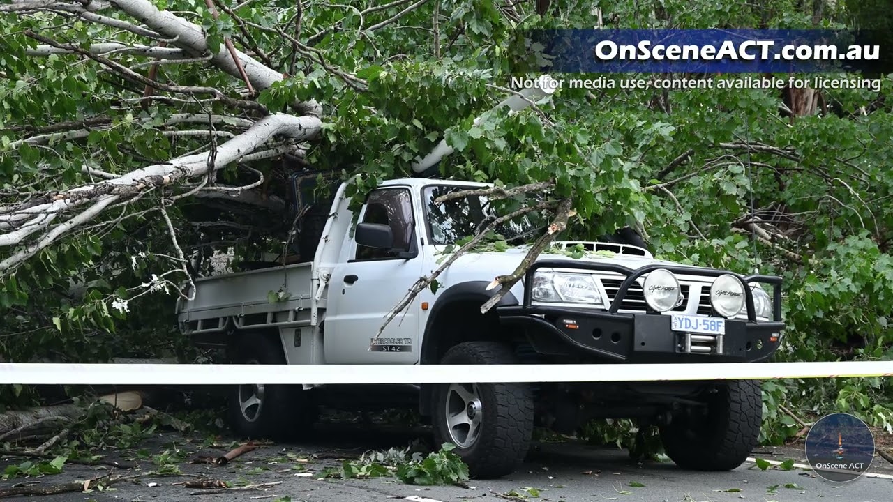 Two people escape serious injury after a tree falls on their cars in Kingston