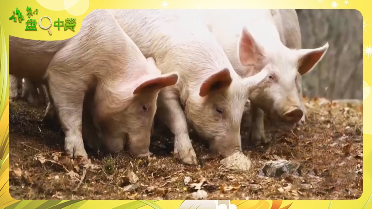 饲养周期最少一年以上，深山放养的跑山猪都在干什么？肉质紧实，香味儿浓郁，是制作腊肉的不二之选！|「谁知盘中餐」20240129